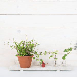 دورة فن التعامل مع الأعشاب في المنزل